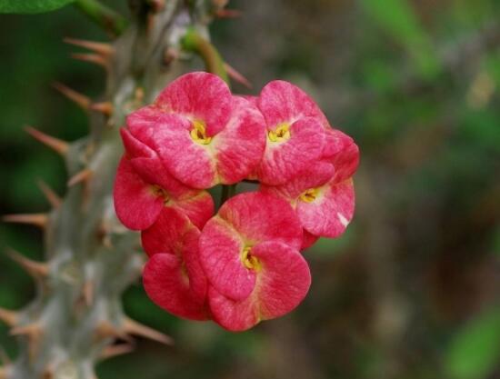虎刺梅擺放風(fēng)水，陽(yáng)臺(tái)與庭院風(fēng)水寓意最好(避兇化煞)