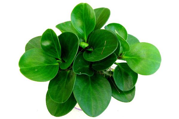 碧玉花植物如何移栽，簡單三步教你扦插成活