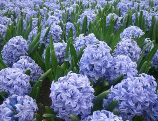 風(fēng)信子花代表什么意思，代表著永遠(yuǎn)的懷念、重生的愛