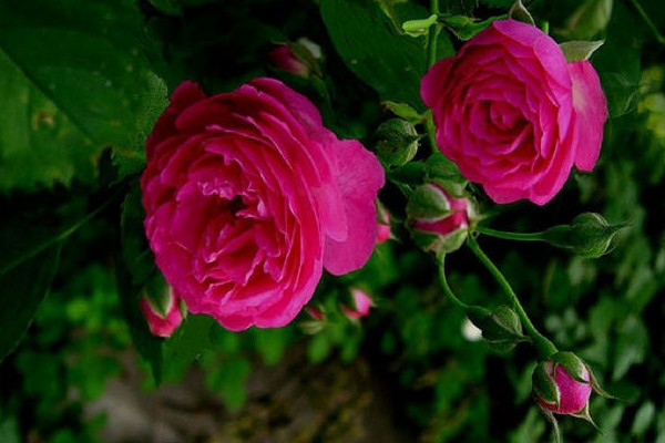 薔薇好養(yǎng)嗎