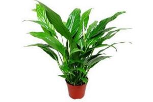 一帆風(fēng)順怎么修剪，一帆風(fēng)順的修剪方法