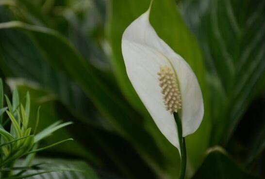 一帆風(fēng)順花葉子發(fā)黃怎么辦，及時(shí)采光施肥可以挽救葉子發(fā)黃