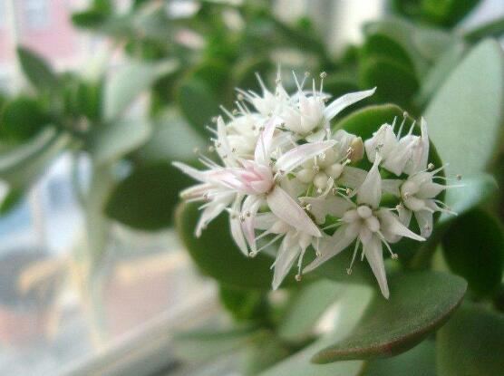 關(guān)于玉樹開花的迷信說法，（玉樹開花人離世）是假的