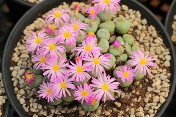 如何種生石花，4步即可完成生石花的種植