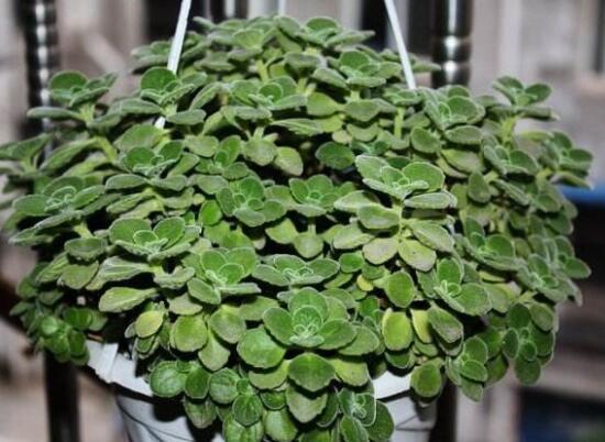 碰碰香長的太長怎么辦，及時修剪頭部/不斷進(jìn)行扦插繁殖