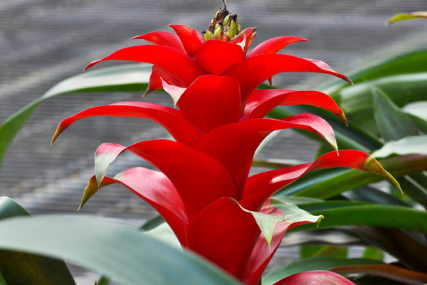 鴻運(yùn)當(dāng)頭葉子全剪掉可以嗎