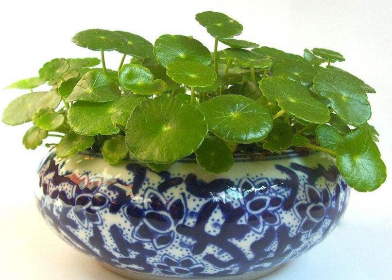 銅錢草適合放臥室嗎，不僅可以放并且作用也特別大