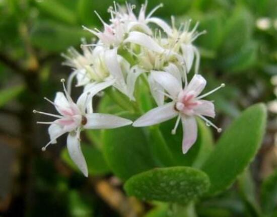 怎么讓玉樹開花，做好這六個要點便可花開爆盆