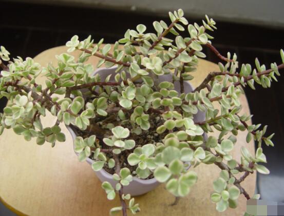 雅樂之舞葉片發(fā)皺是怎么回事，主要有三種原因造成(光照/溫度/澆水)