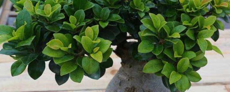 榕樹秋天怎么養(yǎng)護