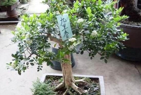 九里香怎么修剪，九里香的修剪圖解