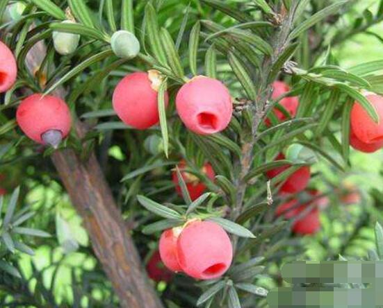 紅豆杉泡水喝的功效，防癌抗癌、增強(qiáng)免疫力、消炎抑菌