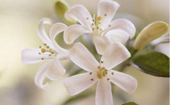 九里香冬天怎么施肥，九里香施什么肥好