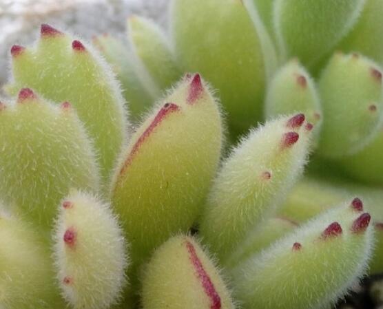 熊童子好養(yǎng)嗎，好養(yǎng)/做好五個(gè)要點(diǎn)生長(zhǎng)茂盛美觀