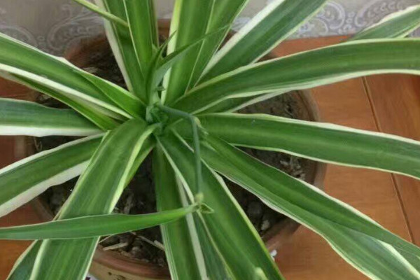 金邊吊蘭葉子發(fā)軟無力