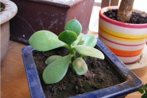 玉樹的養(yǎng)殖方法和病蟲害防治，詳細介紹四步養(yǎng)護三種病害