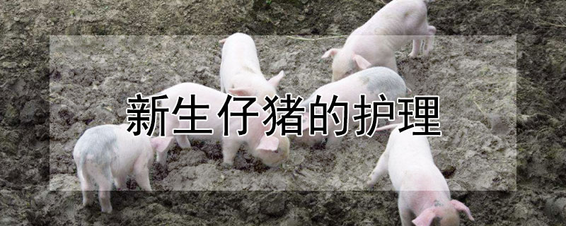 新生仔豬的護(hù)理