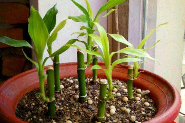 富貴竹土養(yǎng)方法