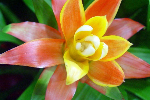 鴻運當(dāng)頭花喜陰還是喜陽