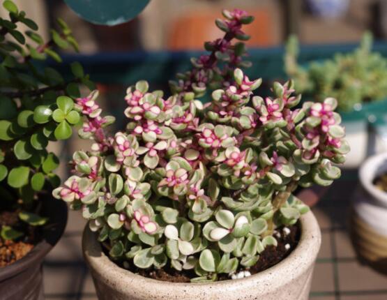 雅樂之舞葉片發(fā)皺是怎么回事，主要有三種原因造成(光照/溫度/澆水)