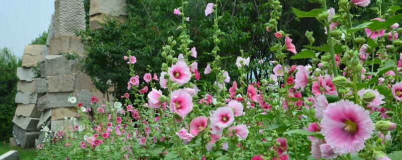 蜀葵開花后怎樣修剪