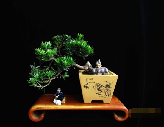 羅漢松盆景修剪技巧，教你三種修剪方法(疏剪/短剪/縮剪)