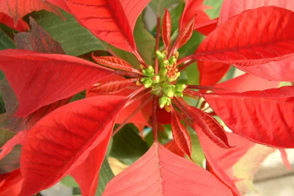 一品紅葉子上有白色點(diǎn)