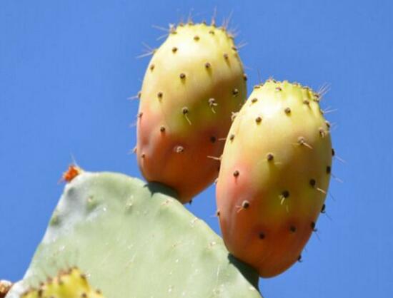 仙人掌的果實(shí)能吃嗎，不僅能吃果實(shí)還能美容養(yǎng)顏