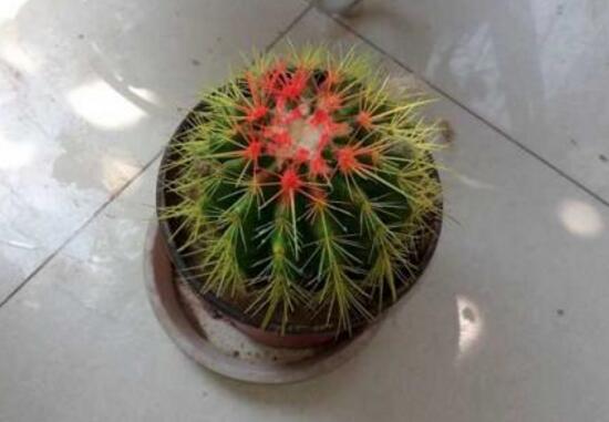 仙人球怎么繁殖，仙人球的扦插方法