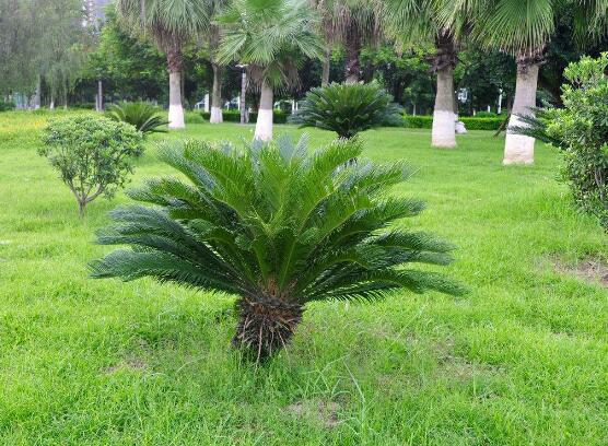 鐵樹能放臥室嗎，盡量不要放（與你爭(zhēng)奪氧氣、呼吸受阻）