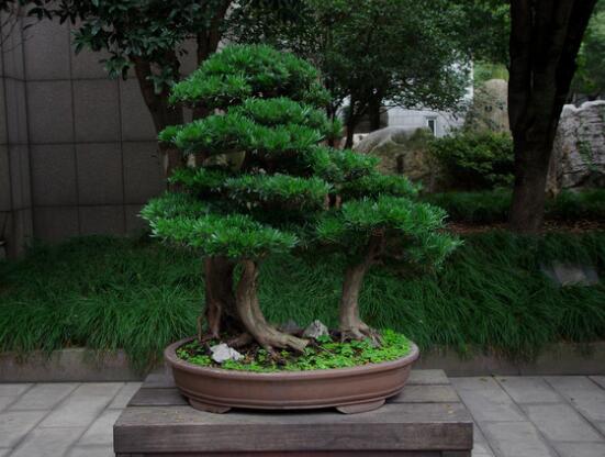 羅漢松盆景養(yǎng)護方法，老農總結五大最實際有效方法