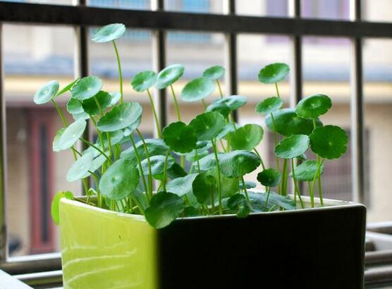 銅錢草怎么繁殖，盤點(diǎn)銅錢草三種繁殖方法(扦插/分株/播種)