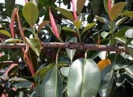 橡皮樹長黑斑怎么辦，兩種原因以及解決辦法