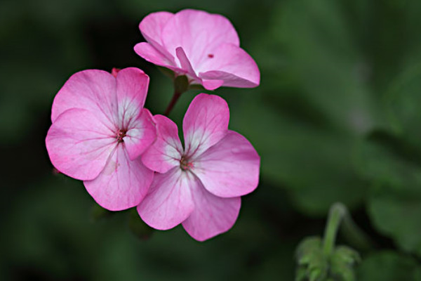 天竺葵和繡球花的區(qū)別
