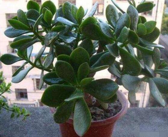 玉樹可以放在室內(nèi)嗎，小心碰觸導(dǎo)致瘙癢、腫痛(有毒)