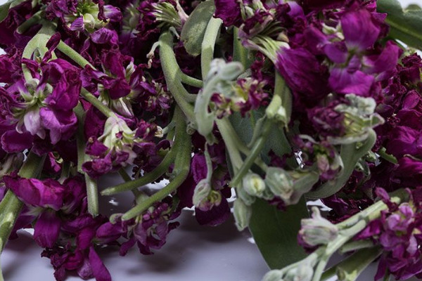 紫羅蘭的花期是什么時(shí)候