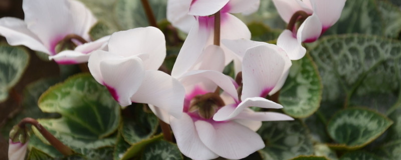 仙客來葉子發(fā)黃的原因