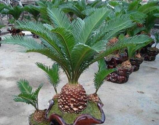 鐵樹怎么繁殖，鐵樹四大繁殖方法