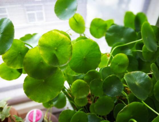 銅錢草放在臥室好嗎，寓意著家有銅錢、財(cái)源滾滾