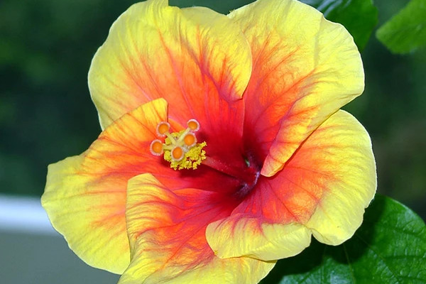 芙蓉花葉子發(fā)白怎么回事