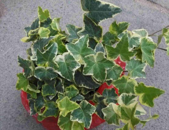 常春藤和常青藤一樣嗎，教你三種區(qū)別方法(形態(tài)/生長環(huán)境/作用)