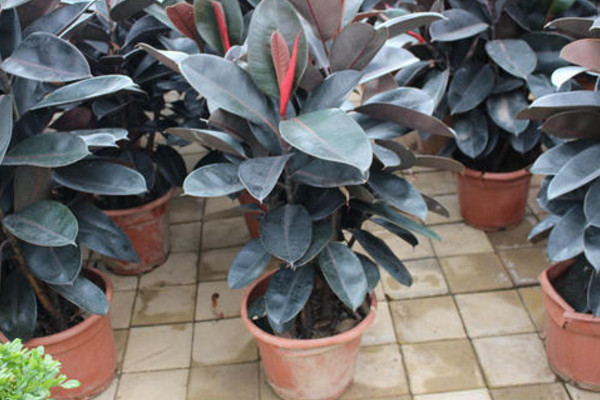 橡皮樹(shù)葉子變軟下垂