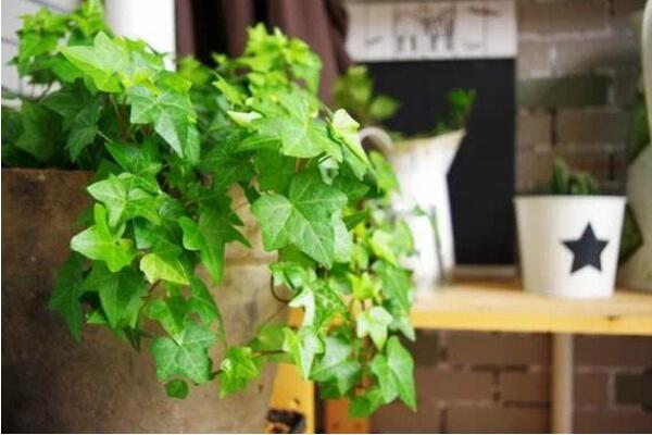 常春藤黃葉子怎么辦，四種原因以及解決方法