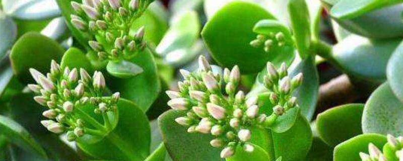 玉樹(shù)葉子干癟的原因