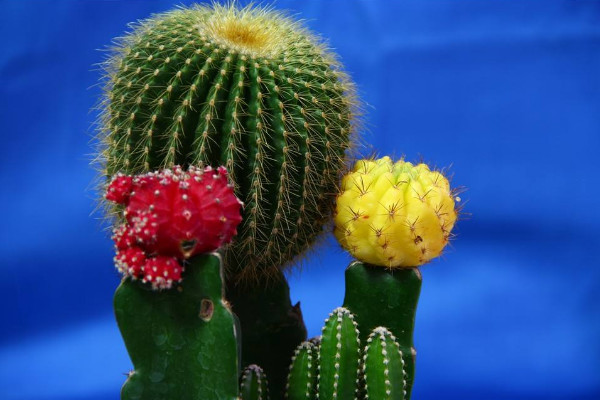 仙人球的種類有哪些，根據(jù)外觀/毛刺/可食用性區(qū)分