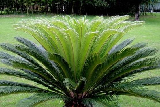 鐵樹品種，細(xì)數(shù)鐵樹最受喜愛八大品種