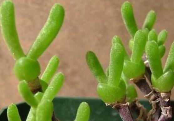 碧光環(huán)發(fā)芽后要澆水嗎，需要/只需要保持濕潤(rùn)環(huán)境即可