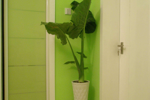 滴水觀音怎么過(guò)冬