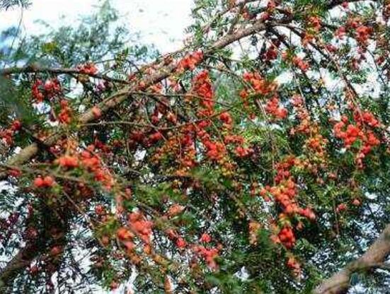 紅豆杉掉葉子是什么原因，六大辦法恢復(fù)茂盛