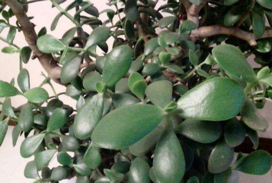 關(guān)于玉樹(shù)開(kāi)花的迷信說(shuō)法，（玉樹(shù)開(kāi)花人離世）是假的